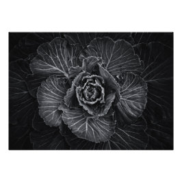 Blume im Garten in Schwarz und Weiß Nr. 108 Fotodruck