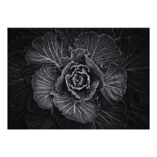 Blume im Garten in Schwarz und Weiß Nr. 108 Fotodruck