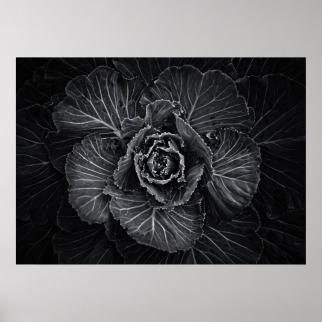 Blume im Garten in Schwarz und Weiß Nr. 108 Poster (Vorne)