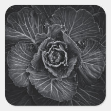 Blume im Garten in Schwarz und Weiß Nr. 108