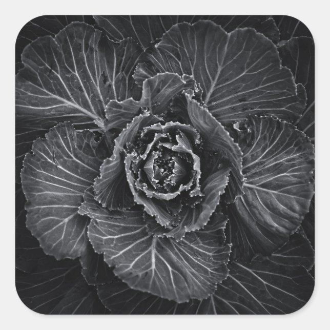 Blume im Garten in Schwarz und Weiß Nr. 108 Quadratischer Aufkleber (Vorderseite)