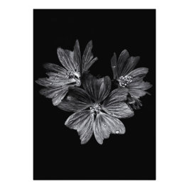 Blume im Garten in Schwarz und Weiß Nr. 11 Fotodruck