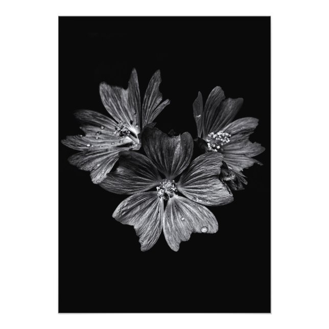 Blume im Garten in Schwarz und Weiß Nr. 11 Fotodruck (Vorne)