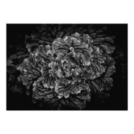 Blume im Garten in Schwarz und Weiß Nr. 42 Fotodruck