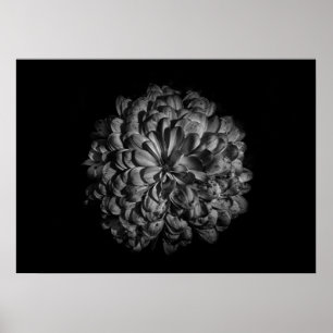 Blume im Garten in Schwarz und Weiß Nr. 48 Poster