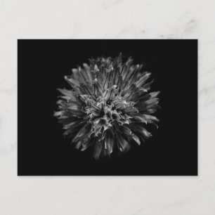 Blume im Garten in Schwarz und Weiß Nr. 53 Postkarte