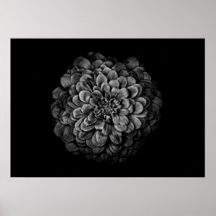 Blume im Garten in Schwarz und Weiß Nr. 54 Poster
