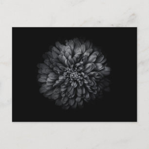 Blume im Garten in Schwarz und Weiß Nr. 68 Postkarte