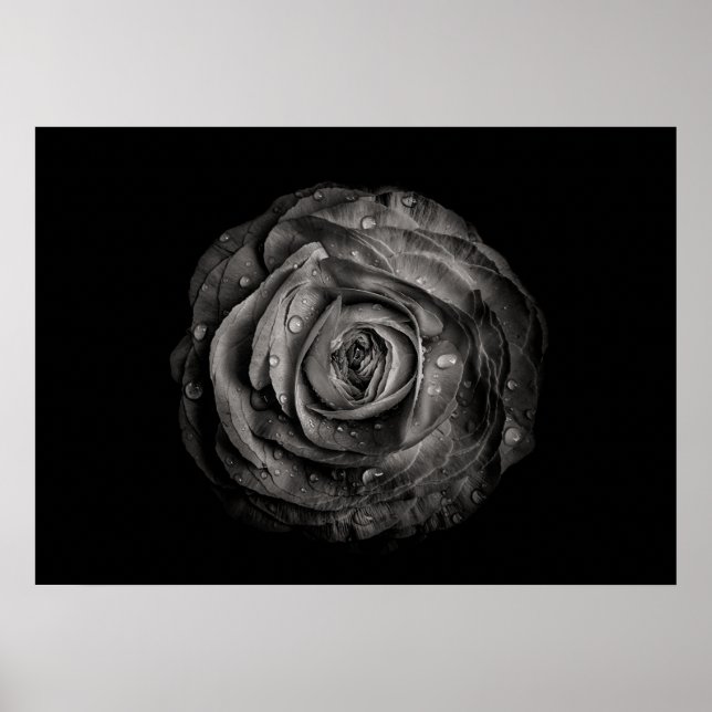 Blume im Garten in Schwarz und Weiß Nr. 72 Poster (Vorne)