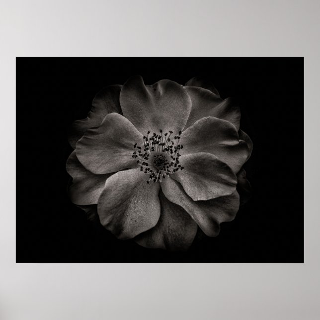 Blume im Garten in Schwarz und Weiß Nr. 84 Poster (Vorne)