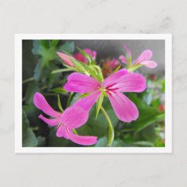 Blume im Garten, rosa Postkarte