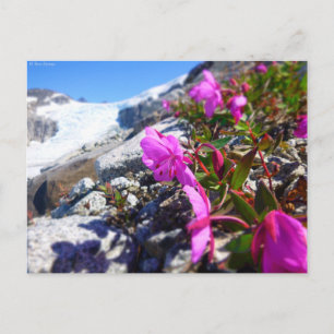 Blume im Gilkey-Schlüssel Postkarte