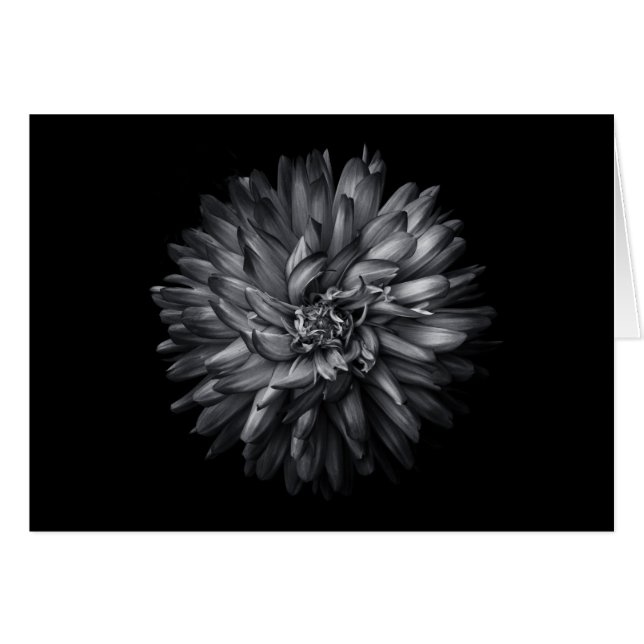 Blume im Hintergrund in Schwarz und Weiß 20 (Vorderseite (Horizontal))
