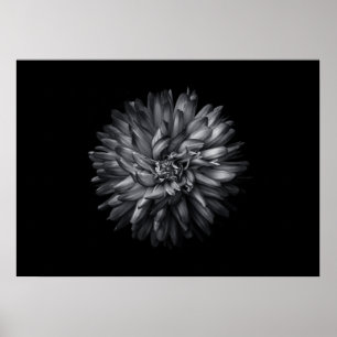 Blume im Hintergrund in Schwarz und Weiß 20 Poster
