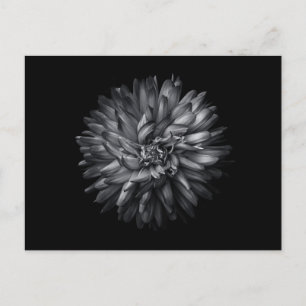 Blume im Hintergrund in Schwarz und Weiß 20 Postkarte