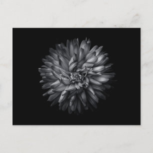 Blume im Hintergrund in Schwarz und Weiß 20 Postkarte