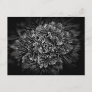 Blume im Hintergrund in Schwarz und Weiß Nr. 42 Postkarte