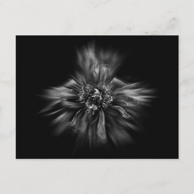 Blume im Hintergrund in Schwarz und Weiß Nr. 49 Postkarte (Vorderseite)
