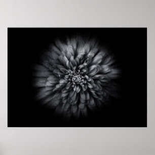 Blume im Hintergrund in Schwarz und Weiß Nr. 68 Poster