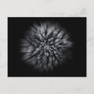 Blume im Hintergrund in Schwarz und Weiß Nr. 68 Postkarte