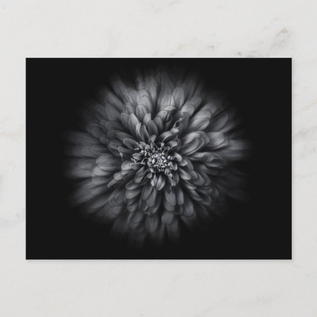 Blume im Hintergrund in Schwarz und Weiß Nr. 68 Postkarte (Vorderseite)