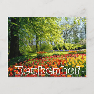 Blume im Keukenhof, Bäume und Tulpen Postkarte