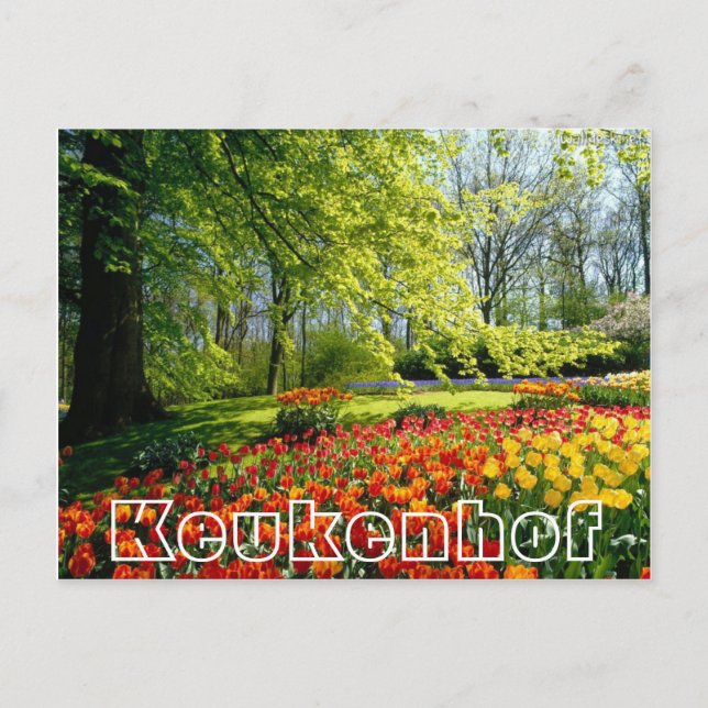 Blume im Keukenhof, Bäume und Tulpen Postkarte (Vorderseite)