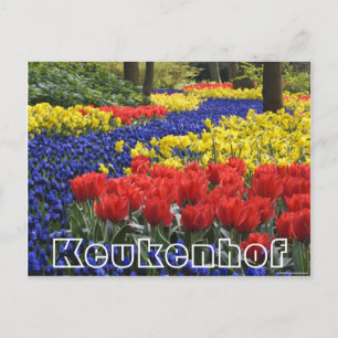 Blume im Keukenhof, Hyazinrhö und Tulpen Postkarte