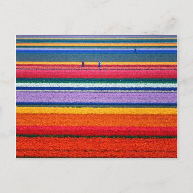 Blume im Keukenhof Postkarte (Vorderseite)