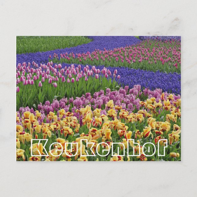 Blume im Keukenhof, Tulpenbäche Postkarte (Vorderseite)