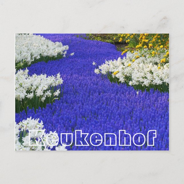 Blume im Keukenhof, weiß und lila Postkarte (Vorderseite)