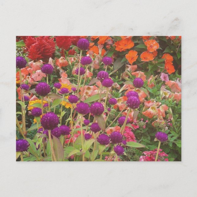Blume im Lebensmittelgeschäft Postkarte (Vorderseite)