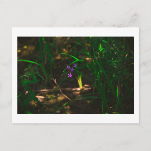 Blume im Lila Wasserwald Fern Postkarte
