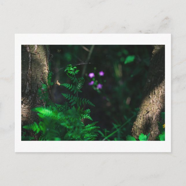 Blume im Lila Wasserwald Fern Postkarte (Vorderseite)