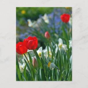 Blume im Mai Postkarte