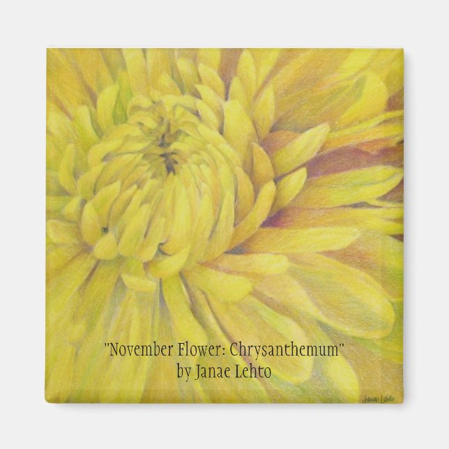 Blume im November: Chrysanthemum Magnet (Vorne)