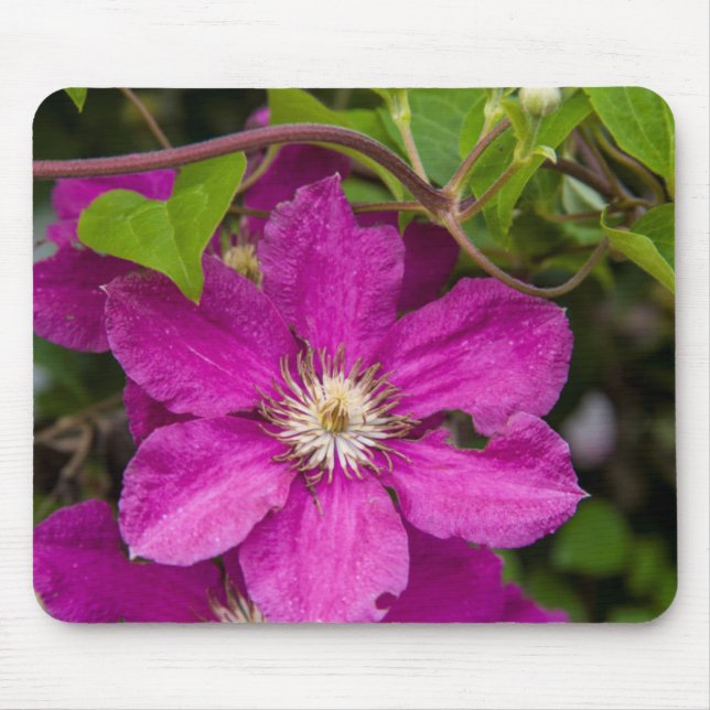 Blume im Robinette's Apple Haus & Geschenkladen Mousepad (Vorne)