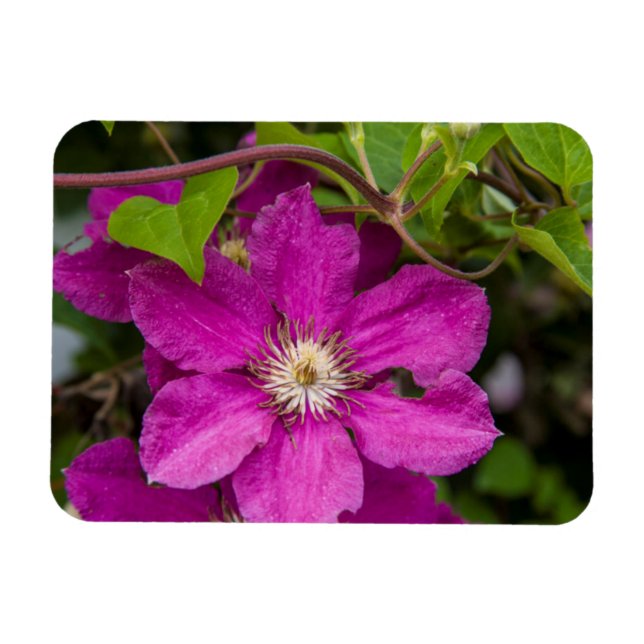 Blume im Robinette's Apple Haus & Gift Barn Magnet (Horizontal)