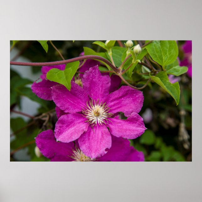 Blume im Robinette's Apple Haus & Gift Barn Poster (Vorne)