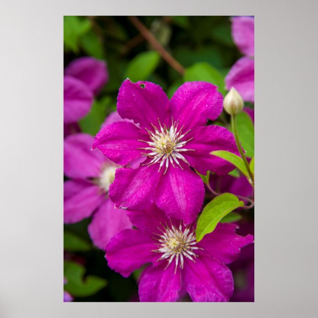 Blume im Robinette's Apple Haus und Gift Barn 2 Poster (Vorne)
