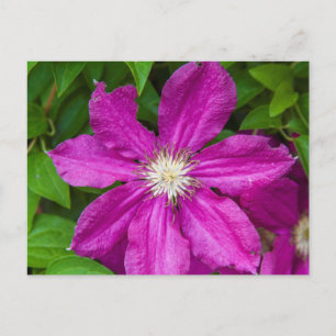 Blume im Robinette's Apple Haus und Gift Barn Postkarte