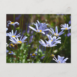 Blume im Sonnenschein Postkarte