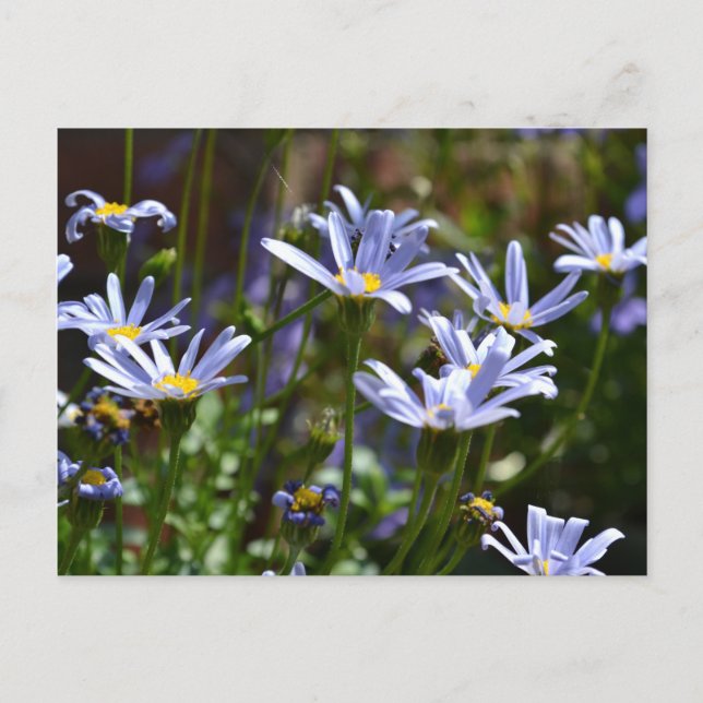 Blume im Sonnenschein Postkarte (Vorderseite)