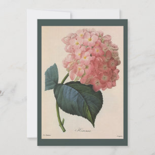 Blume im Vintagen Garten, Pink Hydrangea Hortensia