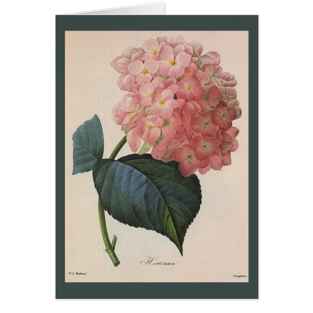 Blume im Vintagen Garten, Pink Hydrangea Hortensia (Vorne)