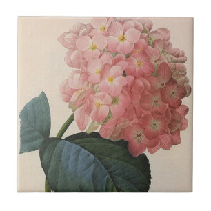 Blume im Vintagen Garten, Pink Hydrangea Hortensia Fliese