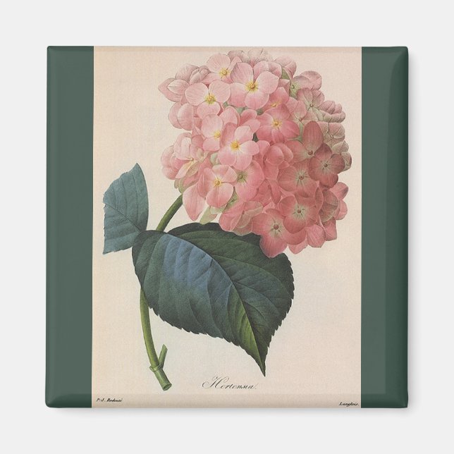 Blume im Vintagen Garten, Pink Hydrangea Hortensia Magnet (Vorne)