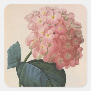 Blume im Vintagen Garten, Pink Hydrangea Hortensia Quadratischer Aufkleber