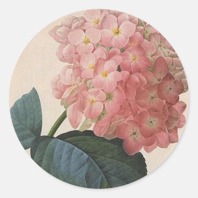 Blume im Vintagen Garten, Pink Hydrangea Hortensia Runder Aufkleber (Vorderseite)