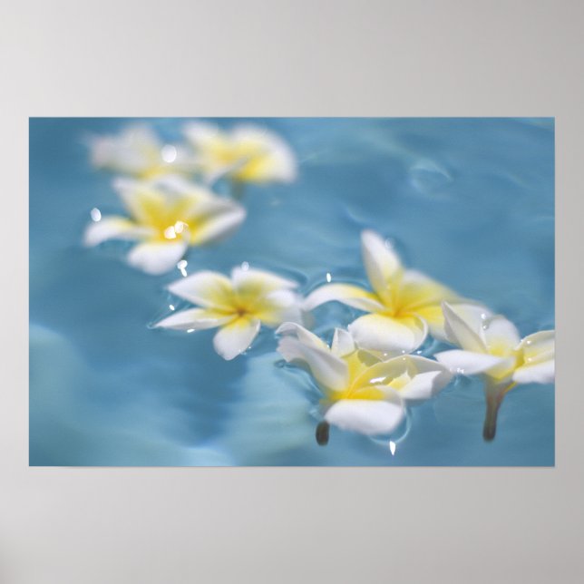 Blume im Wasser Poster (Vorne)